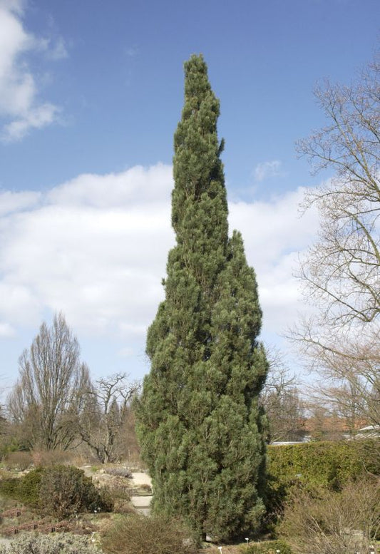Pinus sylvestris 'Fastigiata' - Säulenkiefer