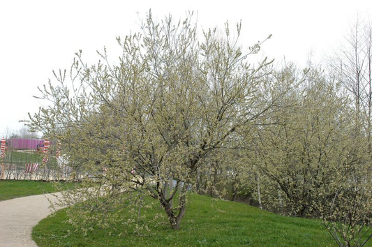 Salix caprea - Salweide