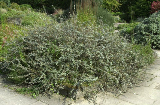 Salix repens - Sand-Kriechweide