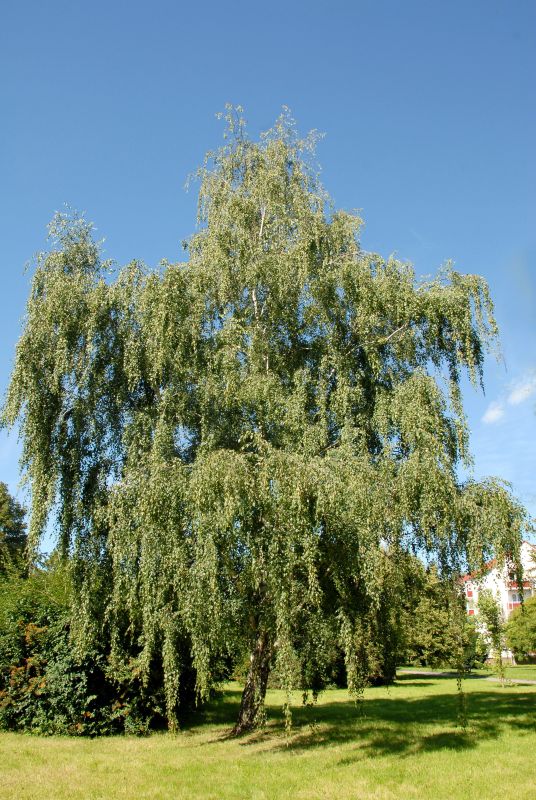 Betula pendula - Sandbirke