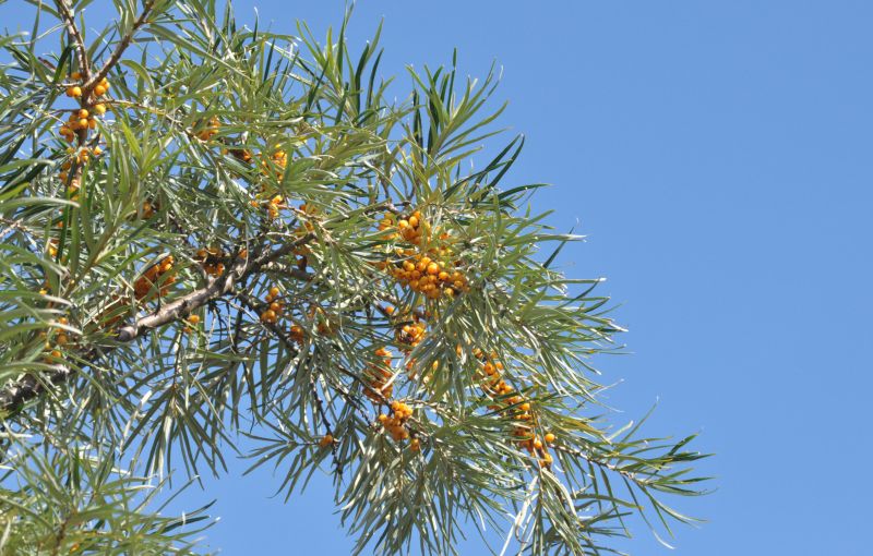 Hippophae rhamnoides - Sanddorn