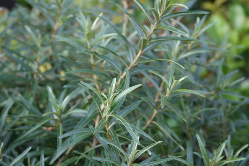 Hippophae rhamnoides 'Pollmix' - Sanddorn, männl.'Pollmix'