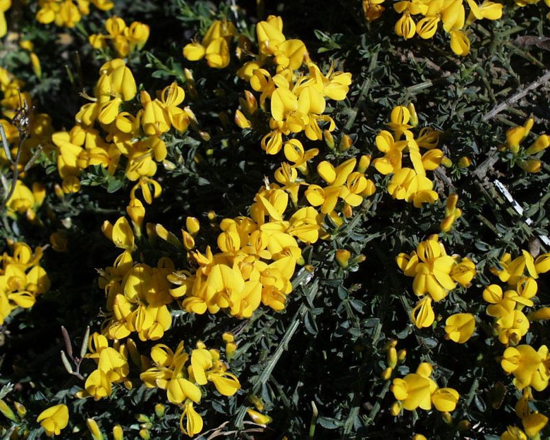 Genista pilosa 'Vancouver Gold' - Sandginster 'Vancouver Gold'
