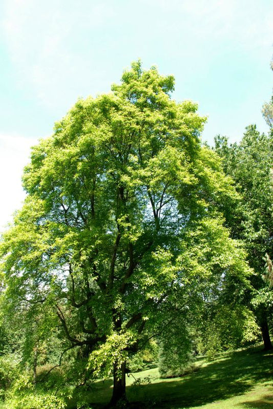 Oxydendrum arboreum - Sauerbaum