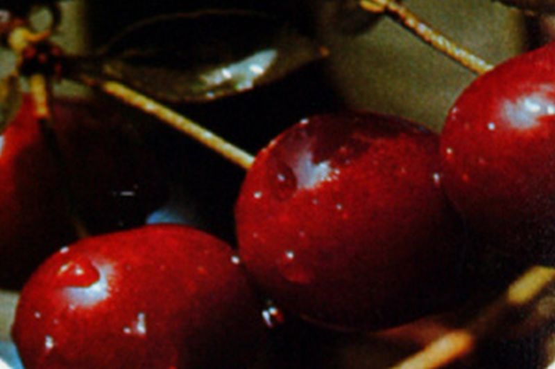 Prunus cerasus 'Karneol' CAC - Sauerkirsche 'Karneol' 7.KW