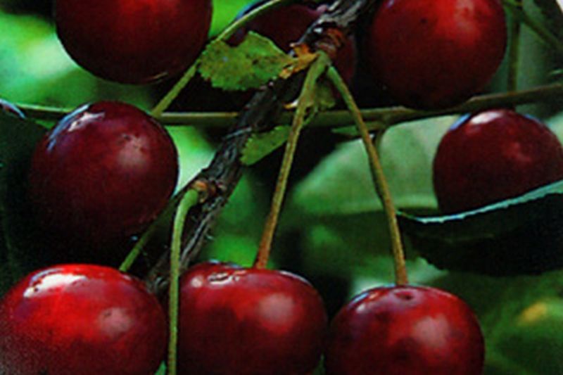 Prunus cerasus 'Köröser Weichsel' CAC - Sauerkirsche 'Köröser Weichsel' 6.KW
