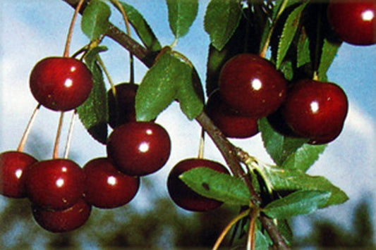 Prunus cerasus 'Morina' -S- CAC - Sauerkirsche 'Morina' -S- 6.KW