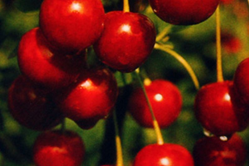 Prunus cerasus 'Safir' -S- CAC - Sauerkirsche 'Safir' -S- 6.KW