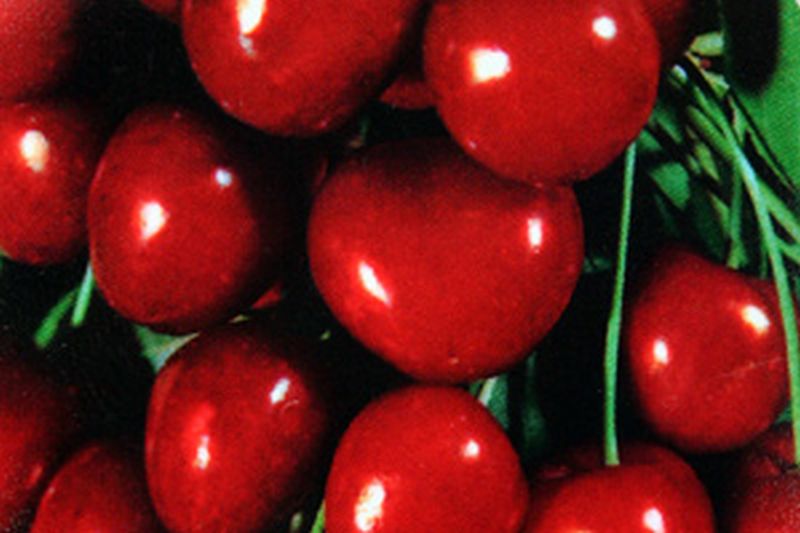 Prunus cerasus 'Schattenmorelle' CAC - Sauerkirsche 'Schattenmorelle' 7.KW