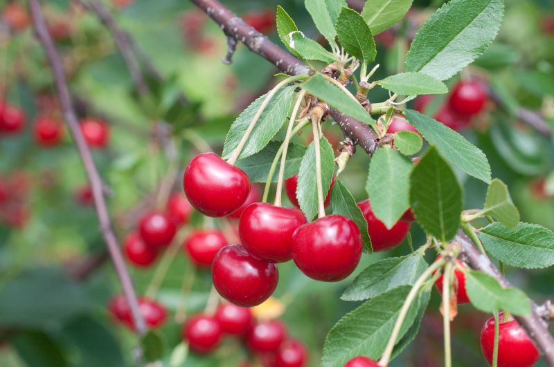 Prunus cer.'Ungarische Traubige' CAC - Sauerkirsche 'Ungarische Traubige'