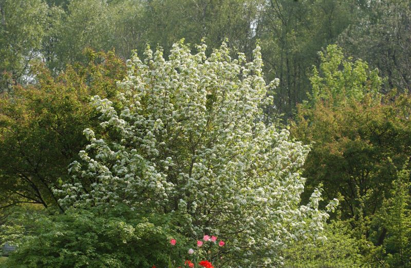 Crataegus coccinea - Scharlachdorn