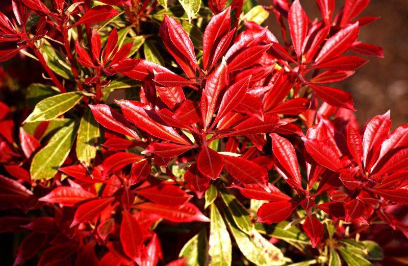Pieris japonica 'Carnaval' - Schattenglöckchen 'Carnaval'