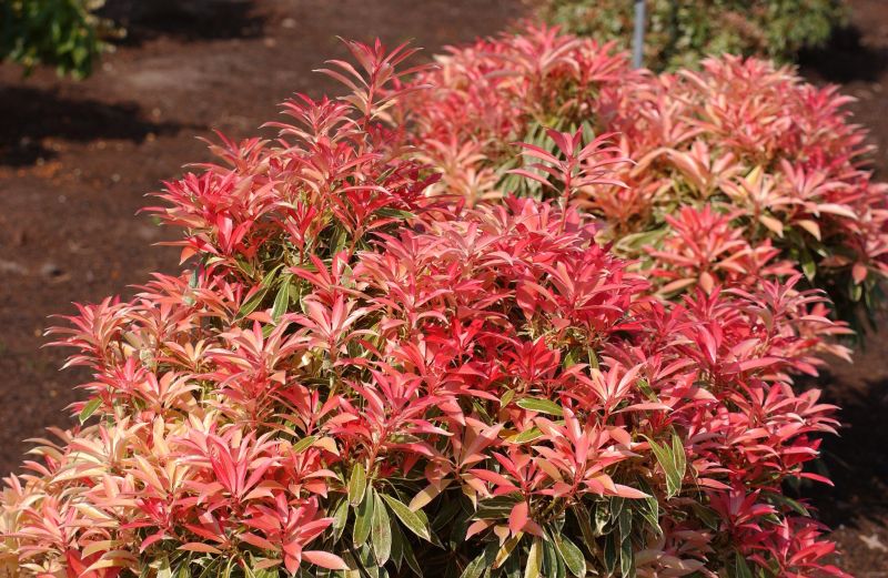 Pieris japonica 'Flaming Silver' - Schattenglöckchen 'Flaming Silver'