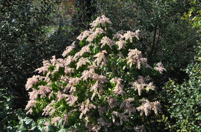 Pieris japonica 'Flamingo' - Schattenglöckchen 'Flamingo'