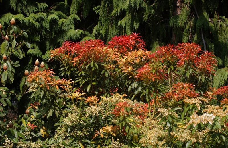 Pieris japonica 'Forest Flame' - Schattenglöckchen 'Forest Flame'
