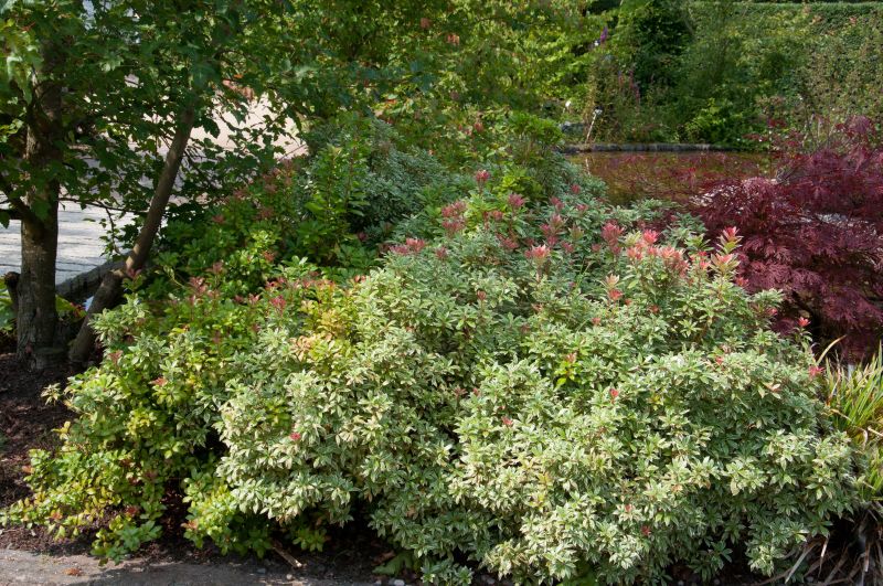 Pieris japonica 'Little Heath' - Schattenglöckchen 'Little Heath'