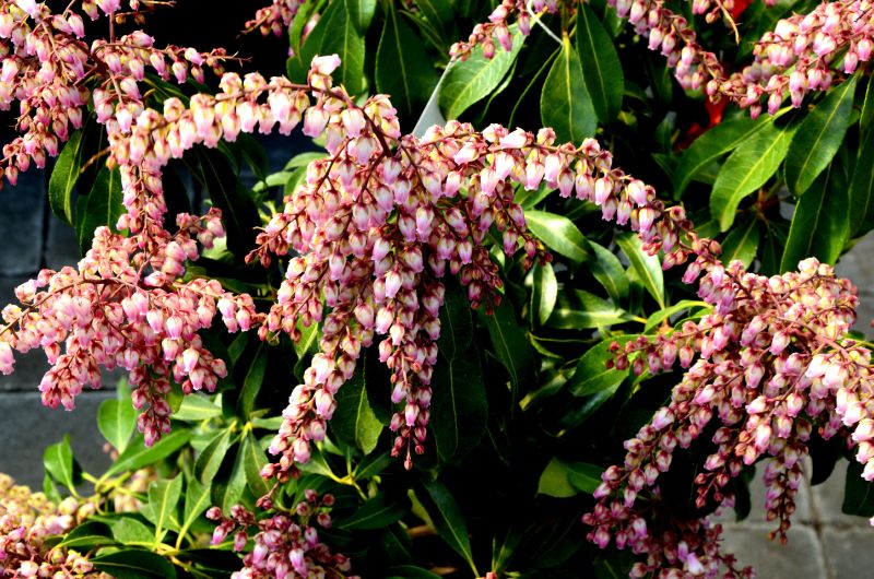 Pieris japonica 'Valley Rose' - Schattenglöckchen 'Valley Rose'