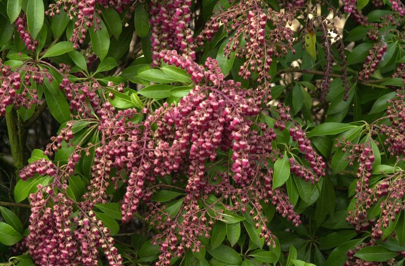 Pieris japonica 'Valley Valentine' - Schattenglöckchen 'Valley Valentine'