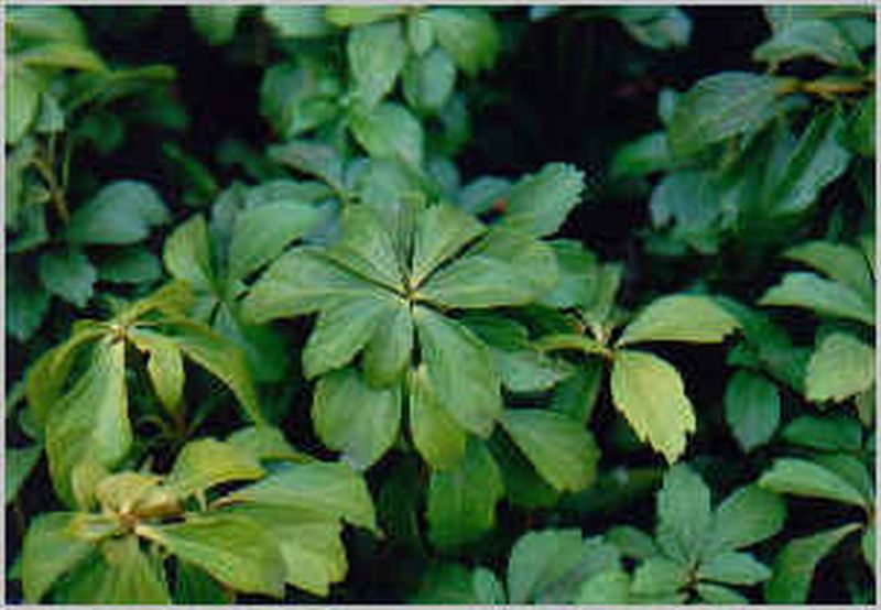 Pachysandra terminalis - Schattengrün, Dickmännchen