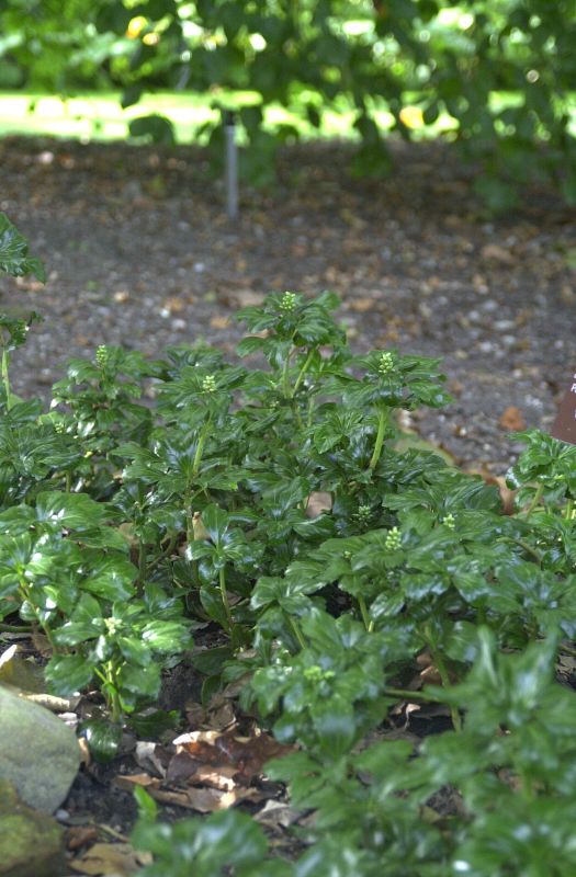 Pachysandra terminalis 'Green Sheen' ® - Schattengrün 'Green Sheen' ®