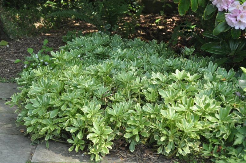 Pachysandra terminalis 'Variegata' - Schattengrün 'Variegata'