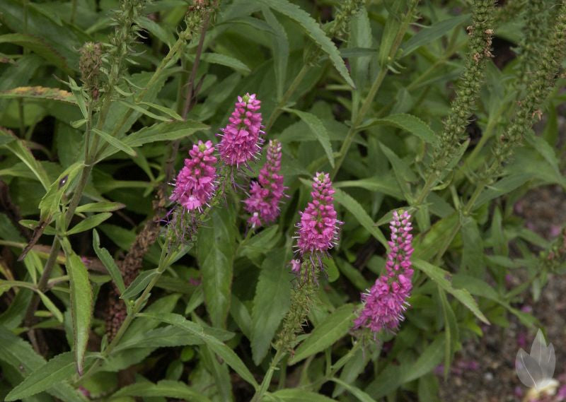 Veronica spicata 'Rotfuchs' - Scheinähriger Garten-Ehrenpreis Rotfuchs