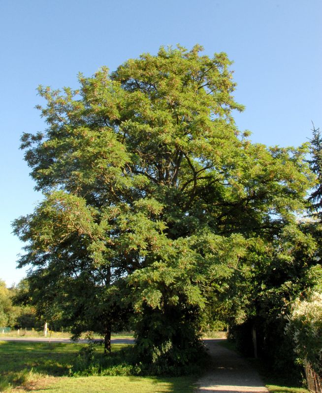 Robinia pseudoacacia - Scheinakazie