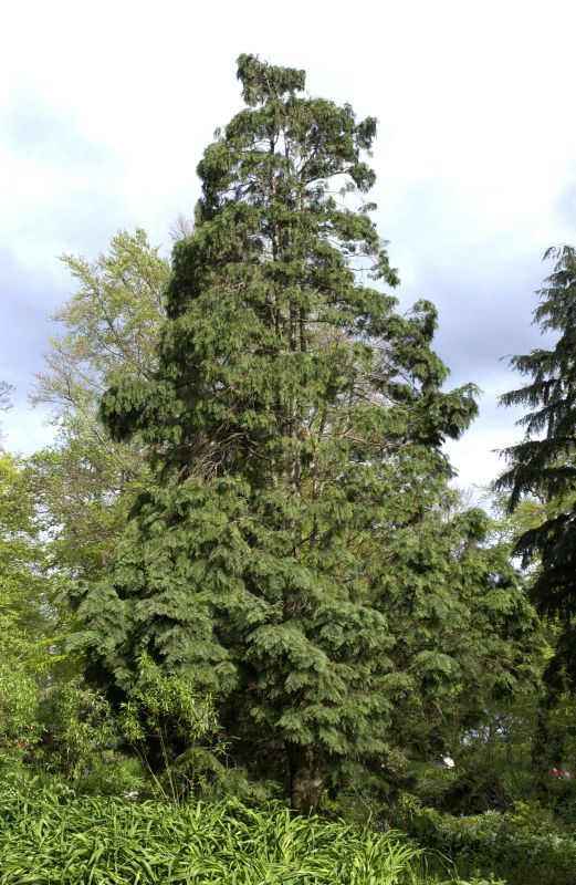 Chamaecyparis lawsoniana - Scheinzypresse