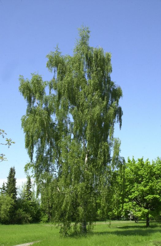 Betula pendula 'Dalecarlica' - Schlitzblättrige Birke