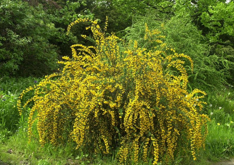 Berberis stenophylla - Schmalblättr.Berberitze