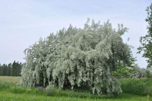 Elaeagnus angustifolia - Schmalblättrige Ölweide