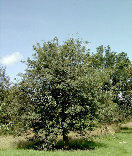 Sorbus intermedia 'Brouwers' - Schmalkronige Mehlbeere