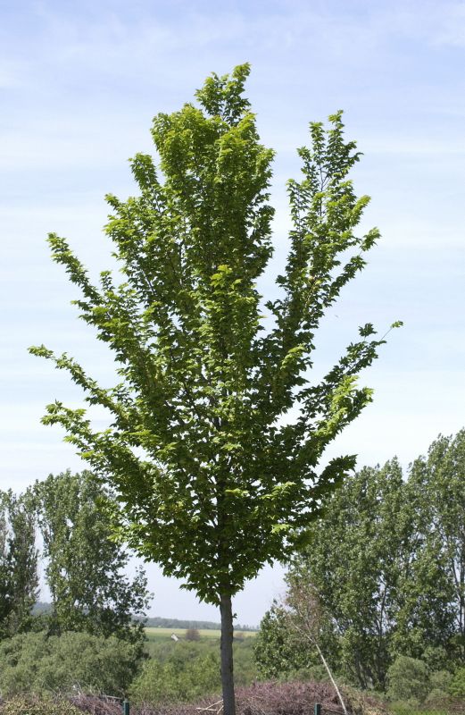 Ulmus hollandica 'Lobel' - Schmalkronige Stadtulme