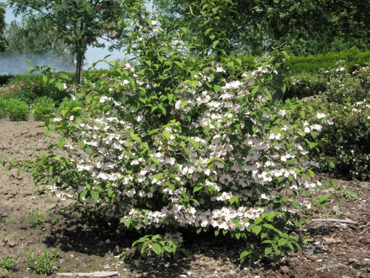 Viburnum plicatum 'Pink Beauty' - Schneeball-Baum 'Pink Beauty'