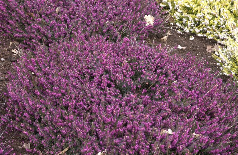 Erica carnea 'Eva' - Schneeheide 'Eva'