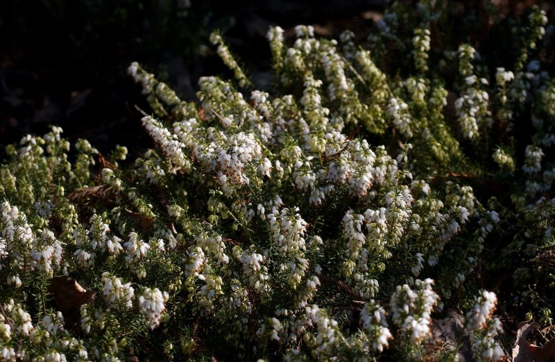 Erica carnea 'Isabell' - Schneeheide 'Isabell'