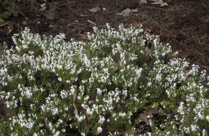 Erica carnea 'Schneekuppe' - Schneeheide 'Schneekuppe'
