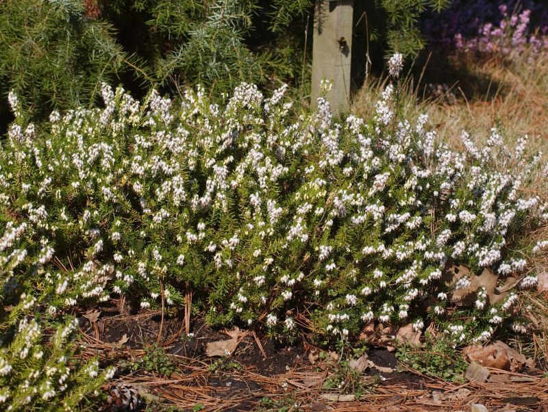 Erica carnea 'Snow Queen' - Schneeheide 'Snow Queen'