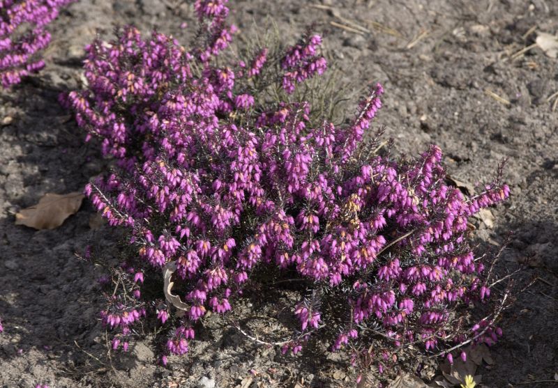 Erica carnea 'Vivellii' - Schneeheide 'Vivellii'