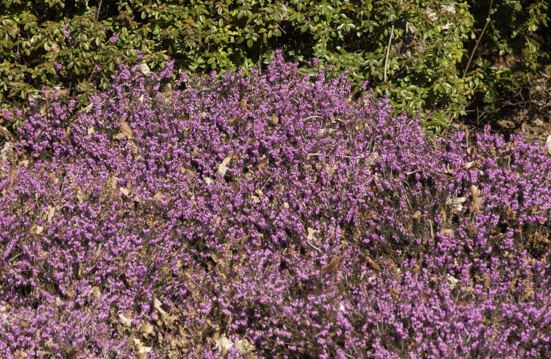 Erica carnea 'Winter Beauty' - Schneeheide 'Winter Beauty'