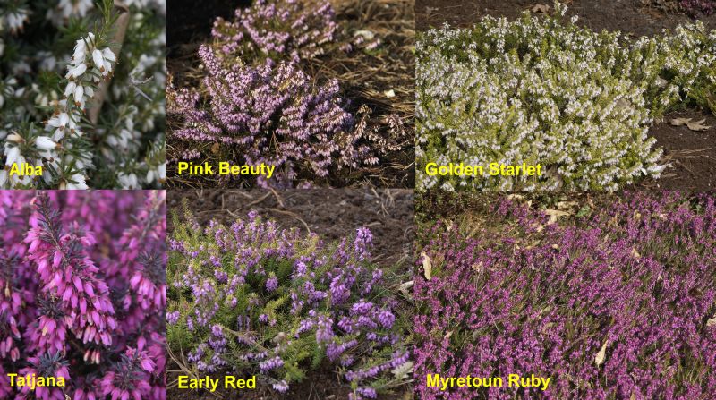 Erica carnea in Sorten - Schneeheide in Sorten