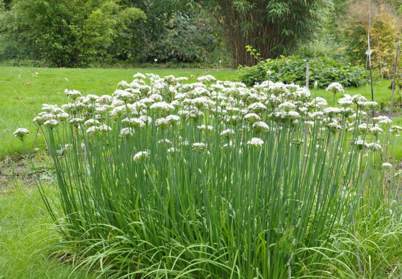 Allium tuberosum - Schnitt-Knoblauch