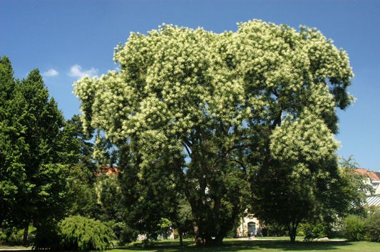 Sophora japonica - Schnurbaum
