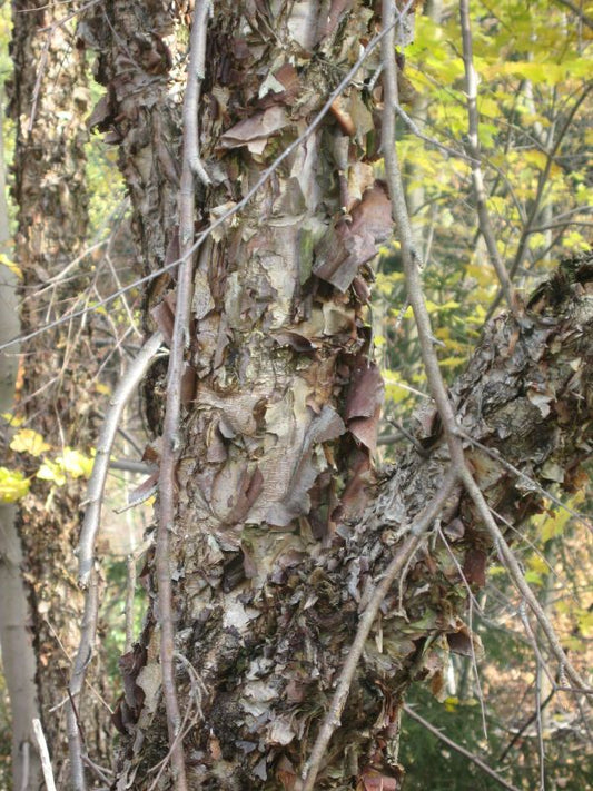 Betula nigra - Schwarzbirke,Flussbirke