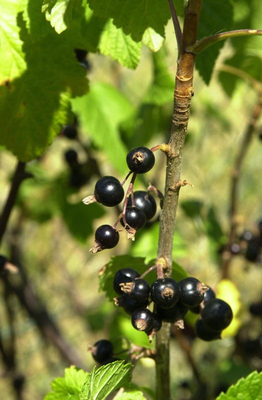 Ribes nigrum - Schwarze Johannisbeere