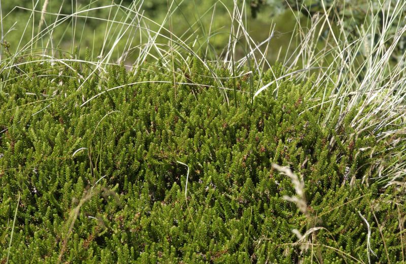 Empetrum nigrum - Schwarze Krähenbeere