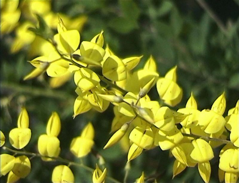 Cytisus nigricans 'Cyni' - Schwarzer Ginster 'Cyni'