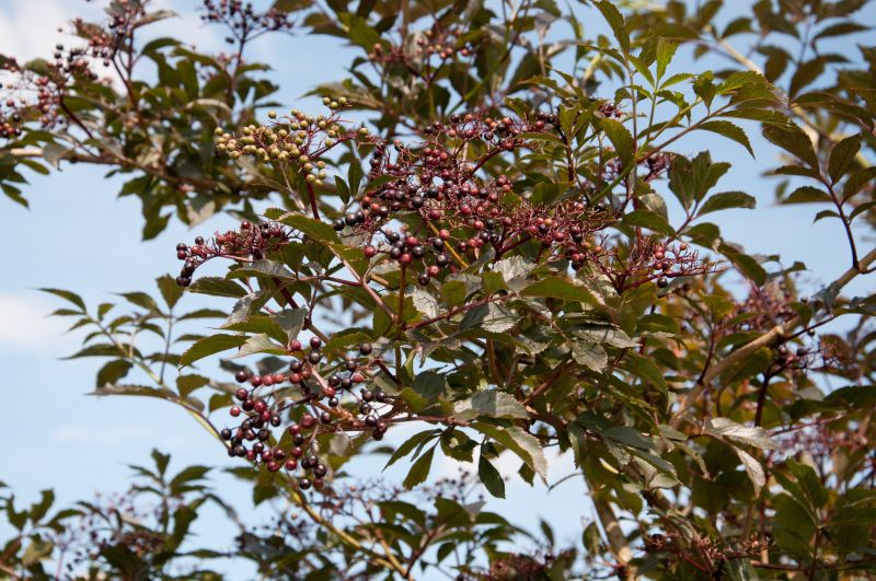 Sambucus nigra 'Black Beauty' ® - Schwarzer Holunder 'Black Beauty' ®