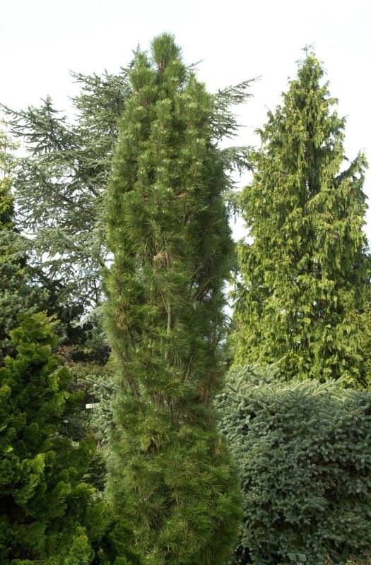 Pinus nigra 'Komet' - Schwarzkiefer 'Komet'