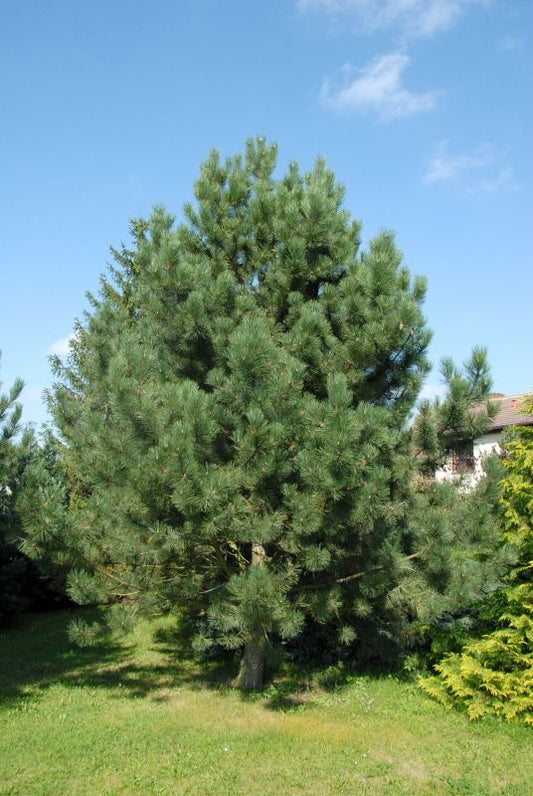 Pinus nigra ssp.nigra - Schwarzkiefer